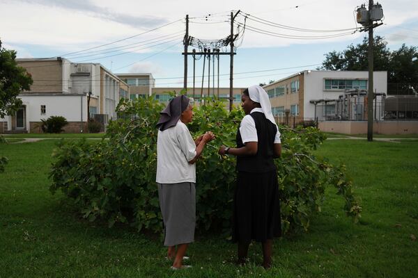 Sister Judith Thérèse Barial, left, and Sister Seyram Mary Adzokpa pick figs in the yard of the Sisters of the Holy Family motherhouse in New Orleans, Tuesday, June 25, 2024. (AP Photo/Jessie Wardarski)