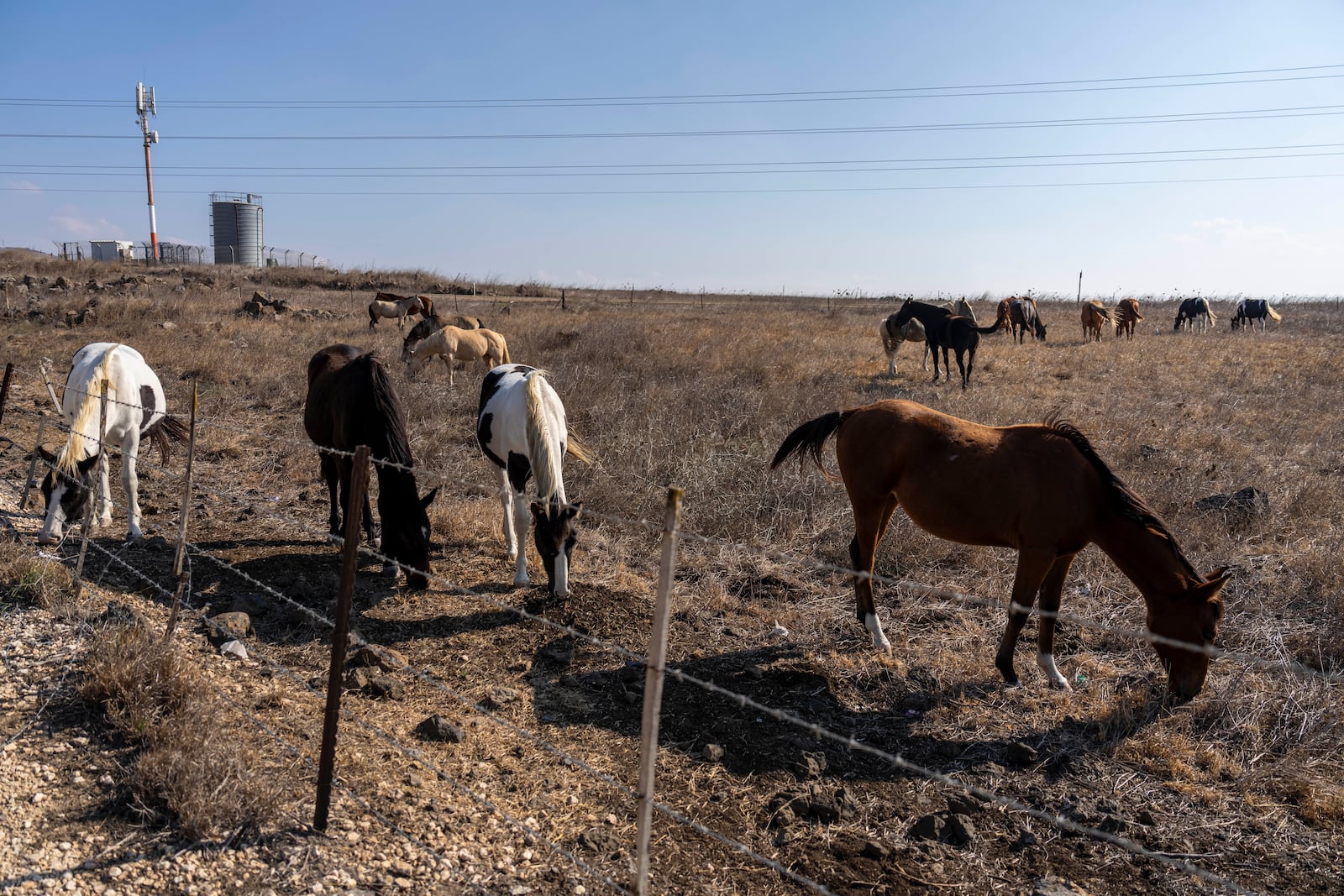 Horses graze near the entrance to the tiny settlement of "Trump Heights" in the Israeli-controlled Golan Heights, where the Israeli residents are welcoming the election of their namesake. They hope Donald Trump's return to the U.S. presidency will breathe new life into the community. Thursday, Nov. 7, 2024. (AP Photo/Ariel Schalit)