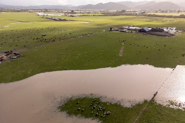 Livestock graze on a patch field not flooded by the swollen Eel River in Ferndale, Calif., Friday, Nov. 22, 2024. (Stephen Lam/San Francisco Chronicle via AP)