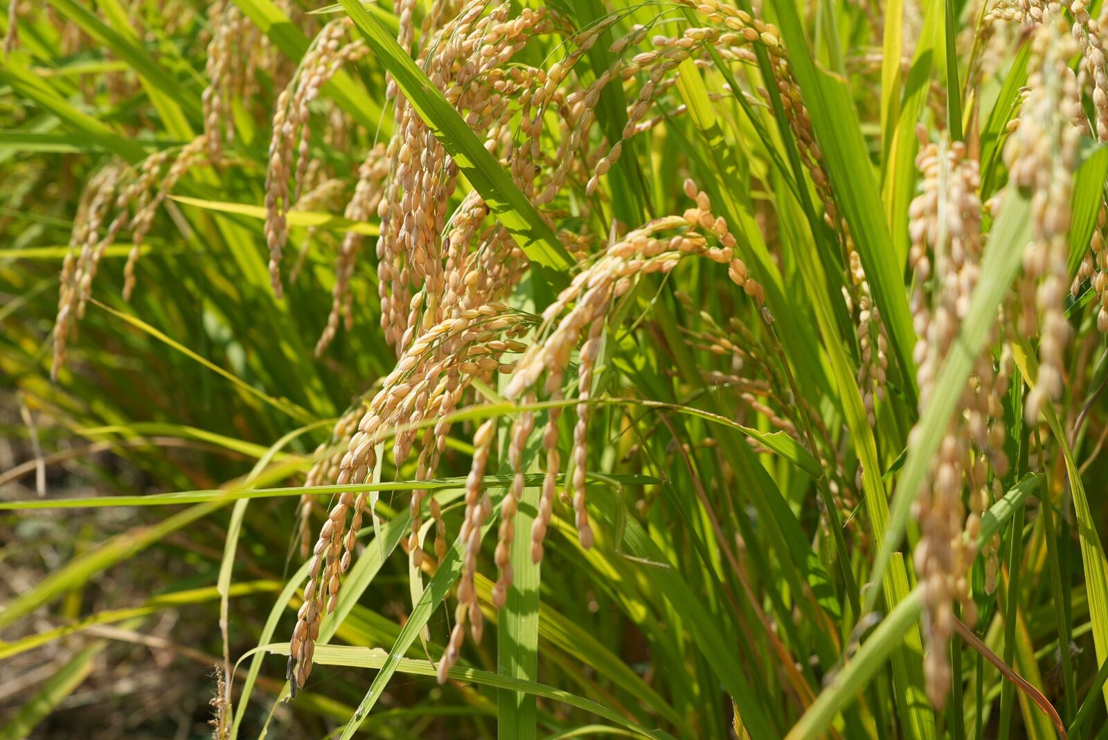 Rice are ready for harvest in Kamimomi village, Okayama prefecture, Japan on Sept. 7, 2024. (AP Photo/Ayaka McGill)