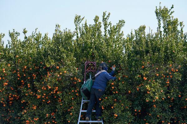 A farmworker picks fruit at a citrus farm in Kern County, Calif., Monday, Jan. 20, 2025. (AP Photo/Godofredo A. Vásquez)