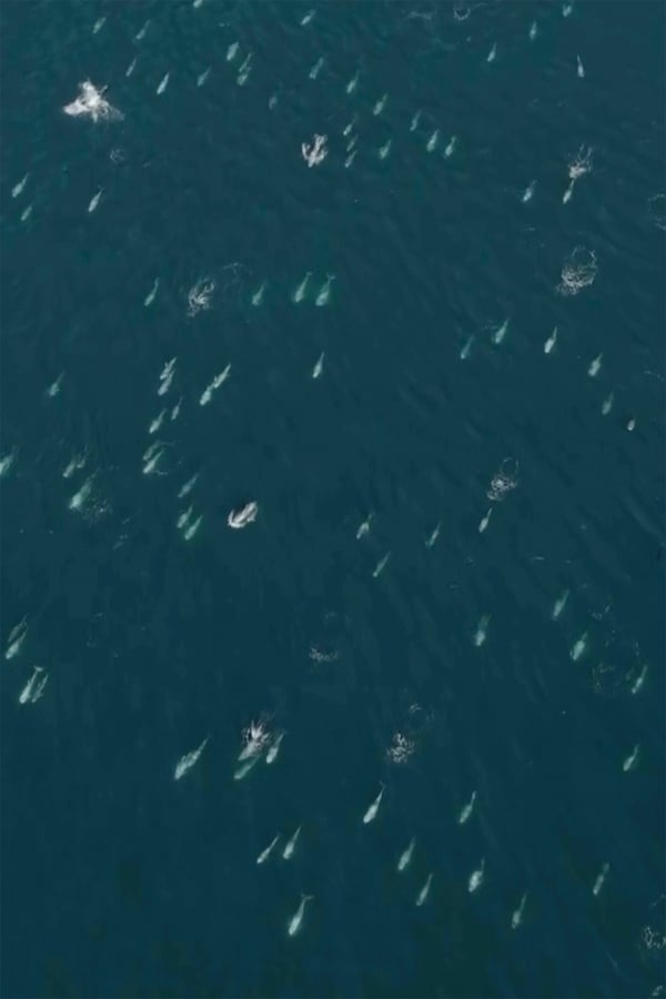 This image provided by the Monterey Bay Whale Watch shows a cluster of dolphins across Carmel Bay on the central coast of California on Friday, Jan. 24, 2025. (Evan Brodsky/Monterey Bay Whale Watch via AP)