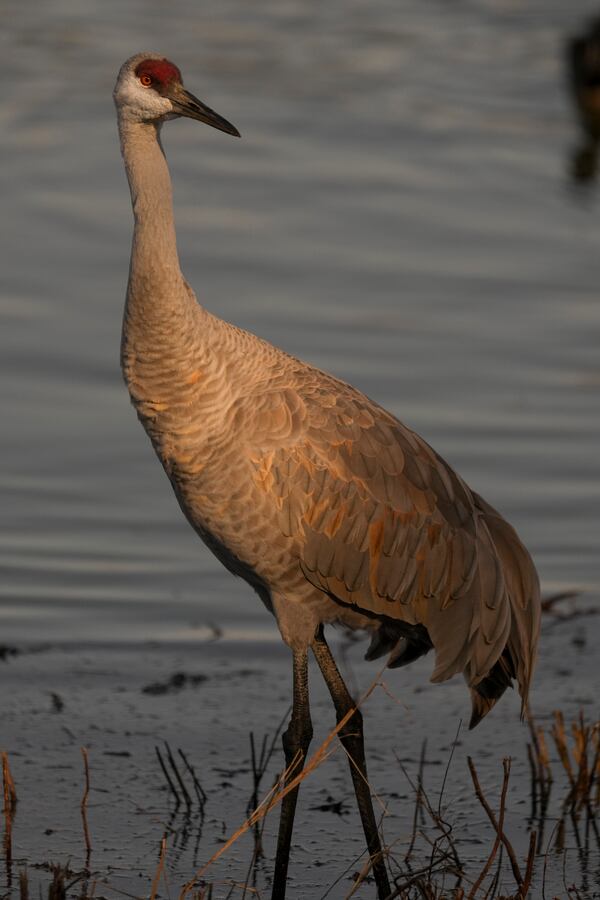 A sandhill crane is seen at the Wheeler National Wildlife Refuge, Monday, Jan. 13, 2025, in Decatur, Ala. (AP Photo/George Walker IV)