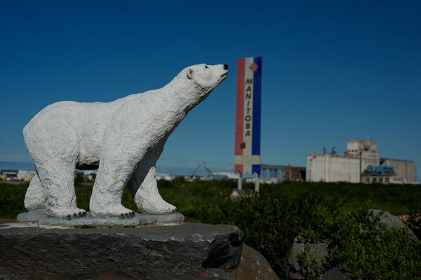 A polar bear statue stands near a road, Saturday, Aug. 3, 2024, in Churchill, Manitoba. (AP Photo/Joshua A. Bickel)