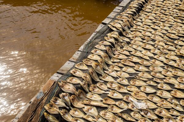 Fish are laid out in Baliara village on Kabaena Island, Southeast Sulawesi, Indonesia, Friday, Nov. 15, 2024. (AP Photo/Yusuf Wahil)