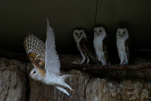 Barn owls rest on a ledge at the Attica Zoological Park, near Athens, as another takes flight, Jan. 21, 2025. (AP Photo/Thanassis Stravrakis)