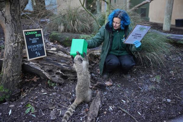 A zoo keeper counts brown-nosed coatis during the annual stocktake at London Zoo in London, Friday, Jan. 3, 2025. (AP Photo/Kin Cheung)