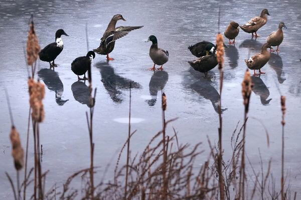 Ducks stand on the rain water covered ice on Adams Pond during a winter storm, Wednesday, Dec. 11, 2024, in Derry, N.H. (AP Photo/Charles Krupa)