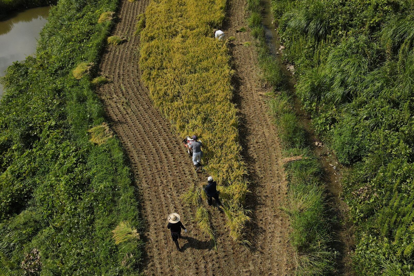 An aerial view of farmers working on rice terraces during harvest in Kamimomi village, Okayama prefecture, Japan on Sept. 7, 2024. (AP Photo/Ayaka McGill)