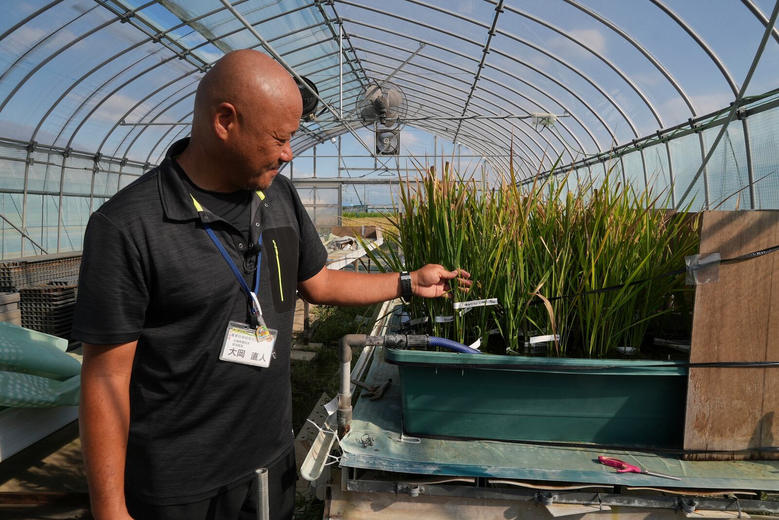 Naoto Ohoka, who manages rice breeding at Saitama's Agricultural Technology Research Centre, shows seedlings used to breed new varieties in Kumagaya, Japan on Sept. 26, 2024. (AP Photo/Ayaka McGill)