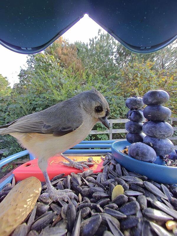 This photo courtesy of Mark Pilch shows an Eastern Bluebird on his Bird buddy feeder loaded with blueberries in his backyard in Cumming, Georgia. (Mark Pilch via AP)