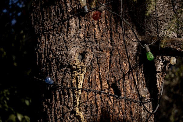 Christmas ornaments are seen on a Deodar cedar tree along Santa Rosa Avenue, also referred to by locals as the Christmas Tree Lane, after the Eaton Fire in Altadena, Calif., Monday, Jan. 13, 2025. (Stephen Lam/San Francisco Chronicle via AP)