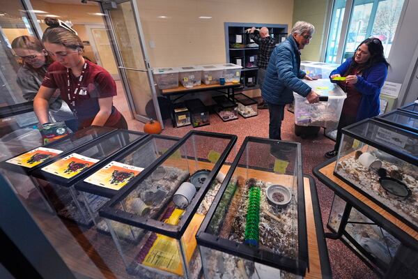 Staff and volunteers attend to a portion nearly 1,000 fancy mice held in glass tanks that were surrendered at the New Hampshire SPCA, Friday, Nov. 15, 2024, in Stratham, N.H. (AP Photo/Charles Krupa)