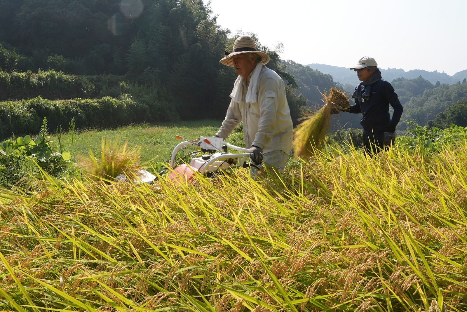 A farmer operates harvester machine on a rice terrace during harvest in Kamimomi village, Okayama prefecture, Japan on Sept. 7, 2024. (AP Photo/Ayaka McGill)