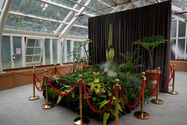 An endangered plant known as the "corpse flower" for its putrid stink, is about to bloom at the Royal Botanical Gardens in Sydney, Australia, Thursday, Jan. 23, 2025. (AP Photo/Rick Rycroft)