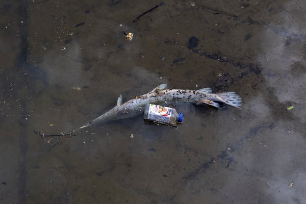 FILE - A deceased gar fish floats near a discarded beverage container on May 1, 2024, at Anacostia Park in Washington. (AP Photo/Tom Brenner, File)