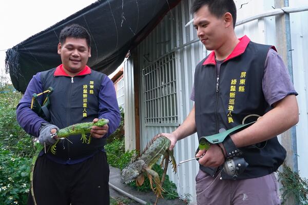 In this image made from video, hunters hold the iguanas they catch in Pingtung County, southern Taiwan on Jan 21, 2025. (AP Photo/Wu Taijing)