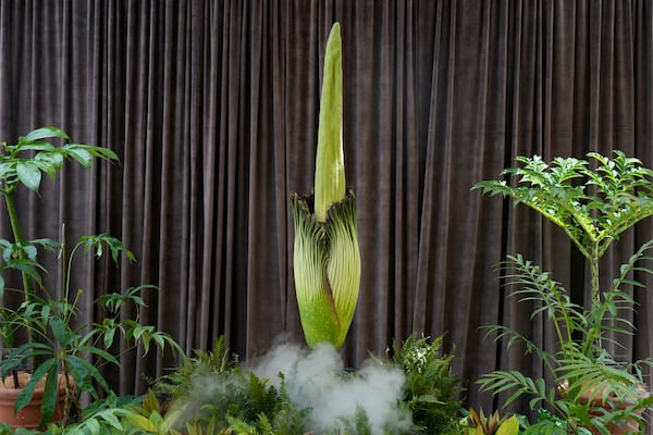 An endangered plant known as the "corpse flower" for its putrid stink, is about to bloom at the Royal Botanical Gardens in Sydney, Australia, Thursday, Jan. 23, 2025. (AP Photo/Rick Rycroft)