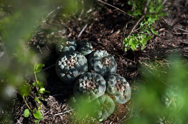 Peyote growing in the wild on the 605 acres of land run by the Indigenous Peyote Conservation Initiative, which is led by several members of the Native American Church, in Hebbronville, Texas, Tuesday, March 26, 2024. (AP Photo/Jessie Wardarski)