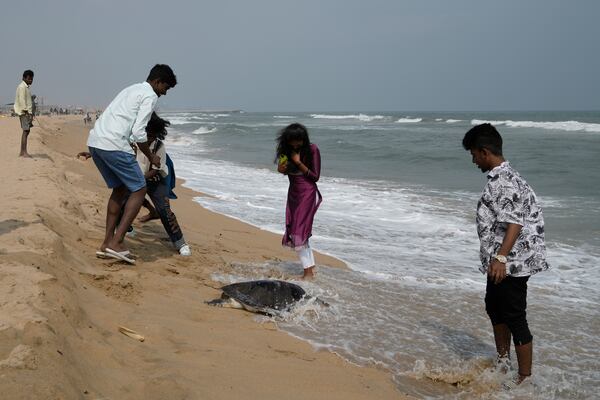 People look at the carcass of an endangered Olive Ridley turtle washed ashore at Marina beach in Chennai, India, Wednesday, Jan.22, 2025. (AP Photo/Mahesh Kumar A.)