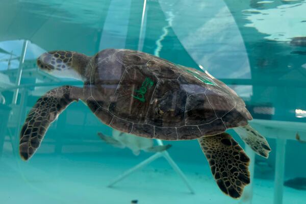 A green sea turtle being treated for cold stunning is seen swimming in a tank at Loggerhead Marinelife Center in Juno Beach, Fla. on Wednesday, Jan. 29, 2025. (AP Photo/Cody Jackson)