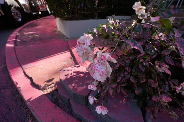 Fire retardant from crews battling the Palisades Fire coats flowers in Mandeville Canyon on Monday, Jan. 13, 2025, in Los Angeles. (AP Photo/Richard Vogel)