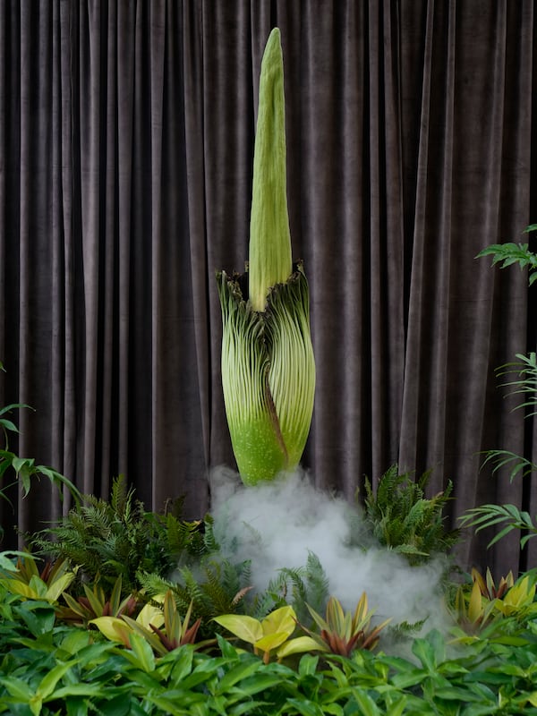 An endangered plant known as the "corpse flower" for its putrid stink, is about to bloom at the Royal Botanical Gardens in Sydney, Australia, Thursday, Jan. 23, 2025. (AP Photo/Rick Rycroft)