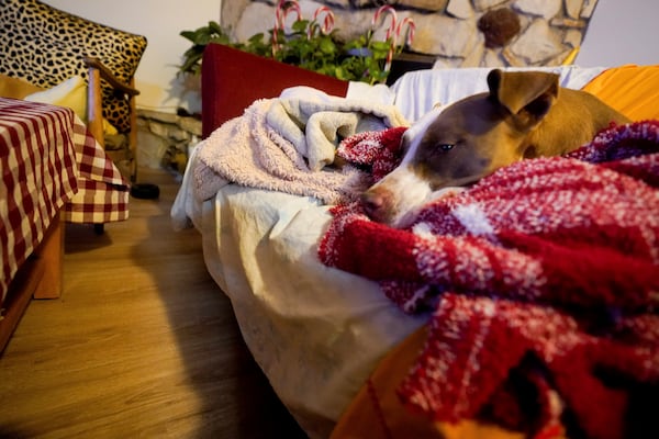 A dog is sheltered at Pierce College, a wildfire evacuation center for animals, in the Woodland Hills section of Los Angeles, Thursday, Jan. 9, 2025. (AP Photo/Richard Vogel)