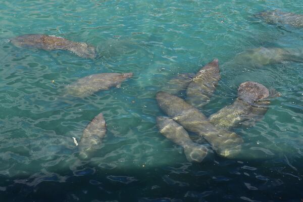 Manatees gather near the warm-water outflows of a Florida Power & Light Company power plant in Riviera Beach, Fla., where the company operates the free Manatee Lagoon attraction, Friday, Jan. 10, 2025. (AP Photo/Rebecca Blackwell)