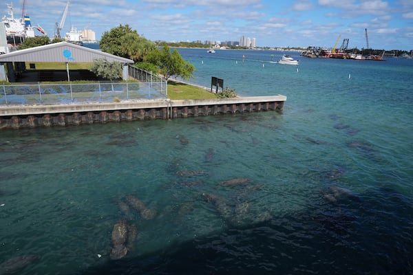 Manatees gather near the warm-water outflows of a Florida Power & Light Company power plant, where the company operates the free Manatee Lagoon attraction, in Riviera Beach, Fla., Friday, Jan. 10, 2025. (AP Photo/Rebecca Blackwell)