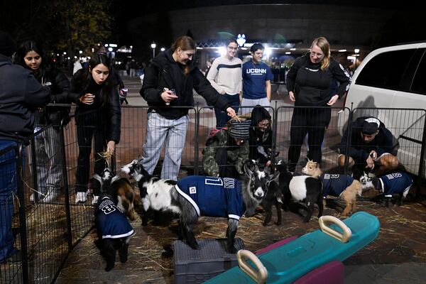 Fans play with goats in a small petting zoo outside of Gampel Pavilion at a Fan Fest prior to an NCCA basketball game between UConn and Fairleigh Dickinson, Wednesday, Nov. 20, 2024, in Storrs, Conn. (AP Photo/Jessica Hill)