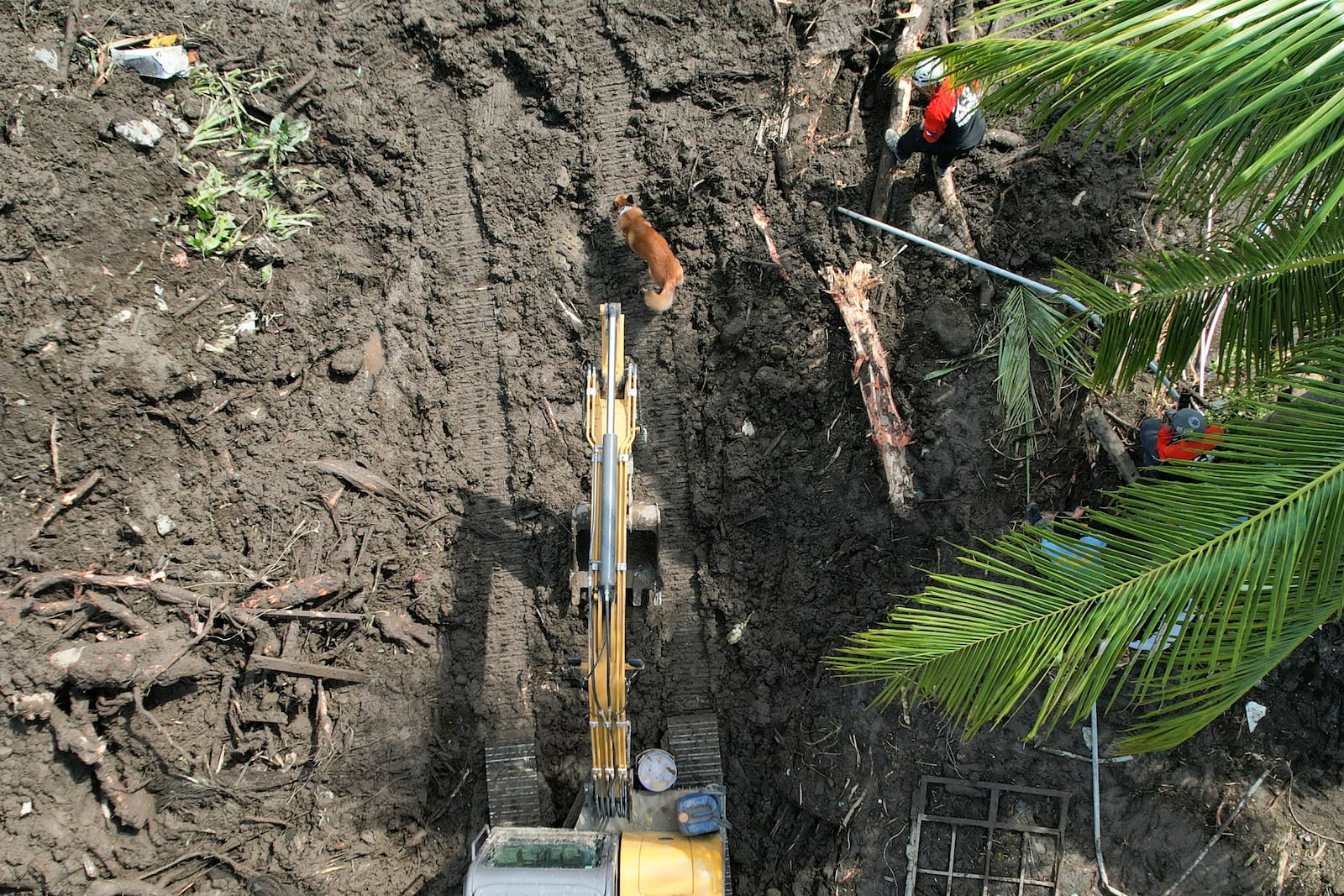 A K9 dog helps in the search for the missing after a landslide triggered by Tropical Storm Trami struck homes in Talisay, Batangas province, Philippines on Saturday, Oct. 26, 2024. (AP Photo/Aaron Favila)