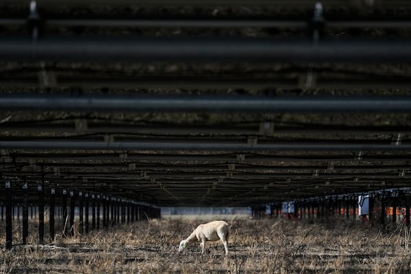 A sheep grazes under solar panels on a solar farm owned by SB Energy on Tuesday, Dec. 17, 2024, in Buckholts, Texas. (AP Photo/Ashley Landis)