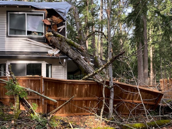 Damage is seen after a tree crashed through a home and fence during a bomb cyclone storm system in Sammamish, Wash., on Wednesday, Nov. 20, 2024. (Jason Skipper via AP)