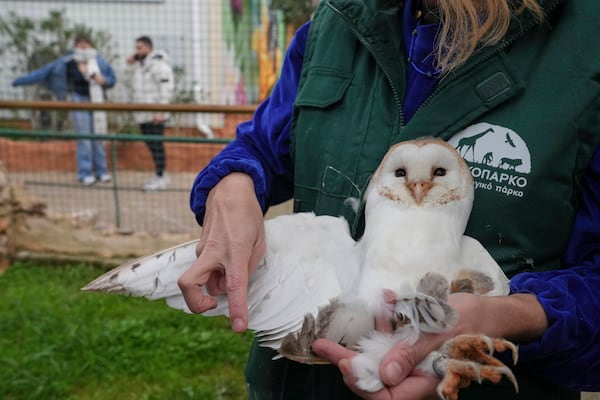 Conservation officer Anna Kazazou examines the wing of a barn owl at the Attica Zoological Park, near Athens, Jan. 21, 2025. (AP Photo/Thanassis Stravrakis)