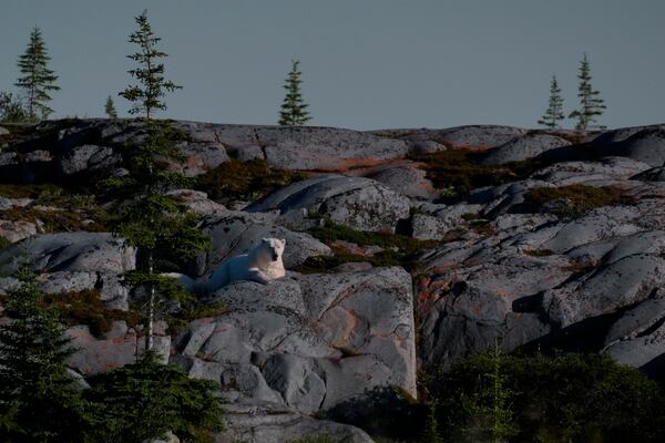 A female polar bear sits on rocks, Wednesday, Aug. 7, 2024, in Churchill, Manitoba. (AP Photo/Joshua A. Bickel)