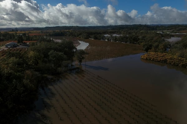 A vineyard remains flooded after heavy storms Saturday, Nov. 23, 2024, in Windsor, Calif. (AP Photo/Godofredo A. Vásquez)