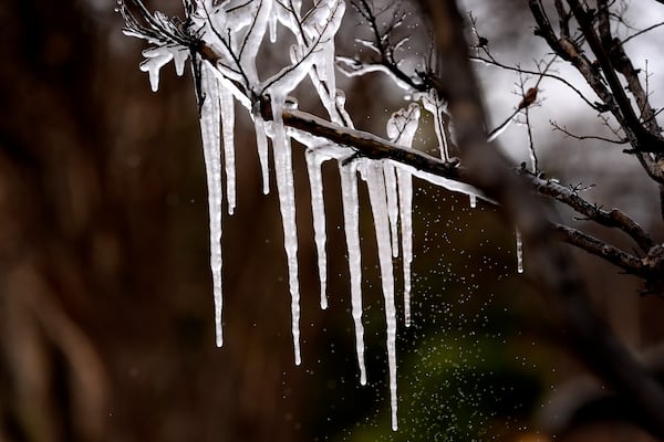 Cold temperatures and a lawn sprinkler create icicle on a tree ahead of a winter storm expected to hit the North Texas region later tomorrow Wednesday, Jan. 8, 2025, in Richardson, Texas. (AP Photo/LM Otero)