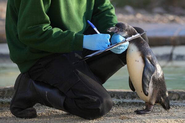 A zoo keeper counts penguins during the annual stocktake at London Zoo in London, Friday, Jan. 3, 2025. (AP Photo/Kin Cheung)