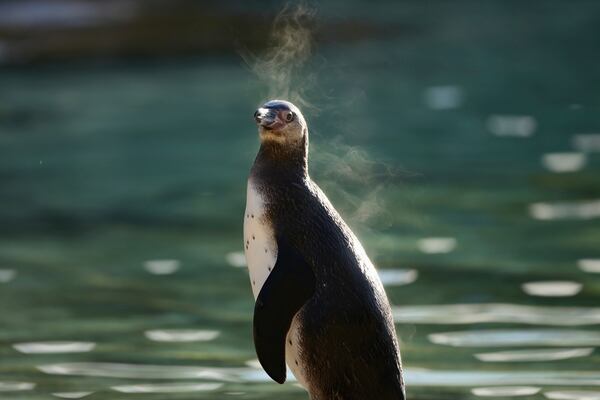 A penguin stands during the annual stocktake at London Zoo in London, Friday, Jan. 3, 2025. (AP Photo/Kin Cheung)