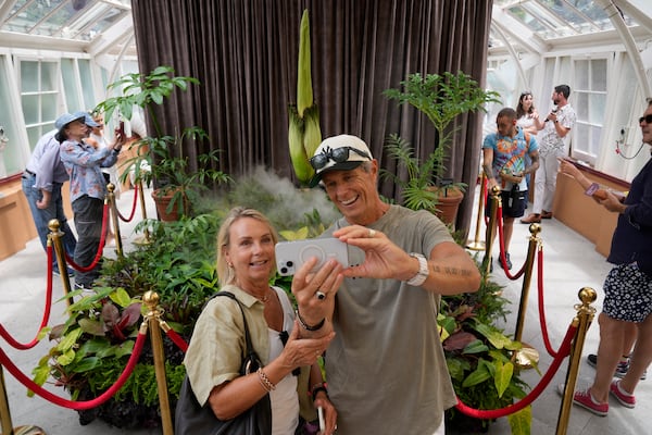 Karen, center left, and Wayne McKay photograph themselves with an endangered plant known as the "corpse flower" for its putrid stink, at the Royal Botanical Gardens in Sydney, Australia, Thursday, Jan. 23, 2025. (AP Photo/Rick Rycroft)