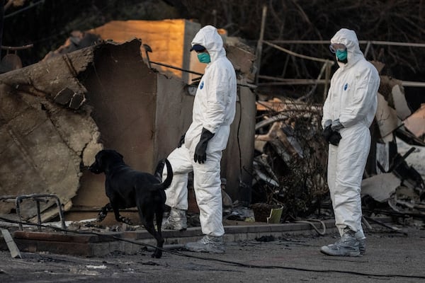 A search dog searches at a home destroyed by the Eaton Fire in Altadena, Calif., Saturday, Jan. 11, 2025. (Stephen Lam/San Francisco Chronicle via AP)