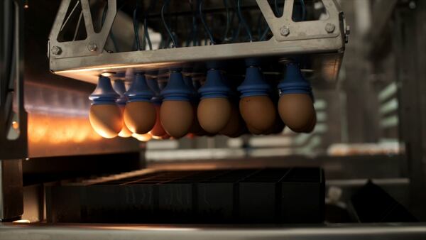 Eggs are lifted from trays and transferred inside a machine that provides a new technique to enable hatcheries to peek into millions of fertilized eggs and spot male embryos, then grind them up for other uses before they mature into chicks, in Wilton, Iowa, Dec. 10, 2024. This is an alternative to the longstanding practice of chick culling where male chicks are killed because they have little monetary value since they do not lay eggs. (Courtesy Tony Reidsma via AP)