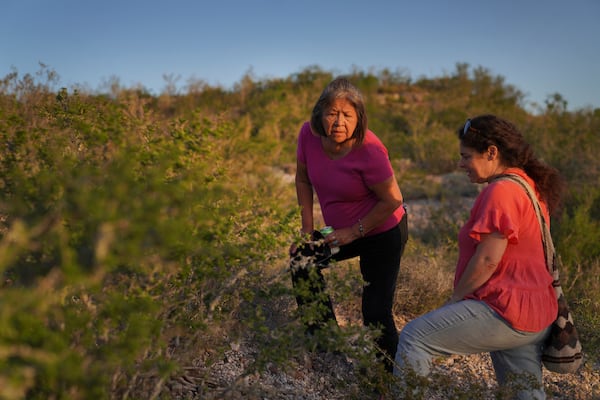 Members of the Indigenous Peyote Conservation Initiative and various chapters of the Native American Church and ABNDN, Azee Bee Nahgha of Diné Nation, look for peyote growing in the wild, in Hebbronville, Texas, Tuesday, March 26, 2024. (AP Photo/Jessie Wardarski)