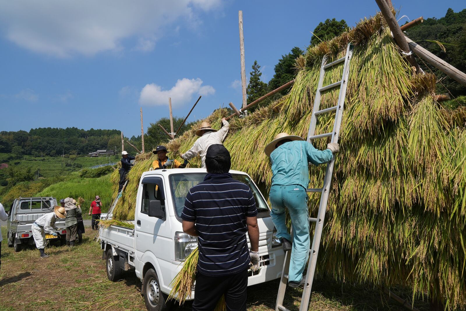 Farmers and volunteers hang rice on a rack in a traditional drying method harvest in Kamimomi village, Okayama prefecture, Japan on Sept. 7, 2024. (AP Photo/Ayaka McGill)