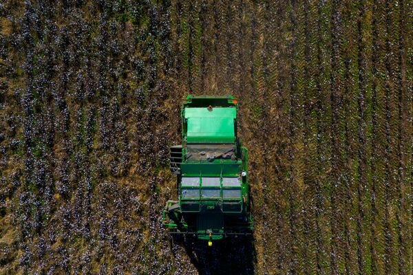 A cotton picker works in a field of cotton, Friday, Dec. 6, 2024, near Lyons, Ga. (AP Photo/Mike Stewart)