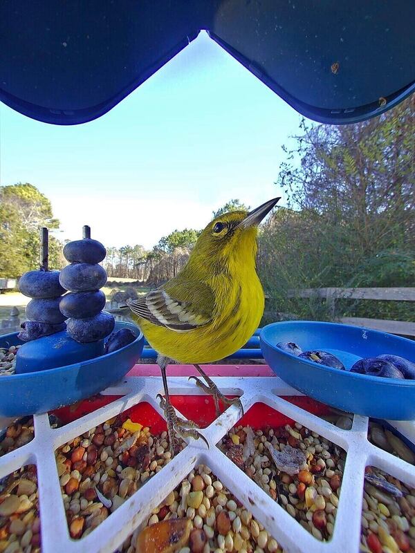 This photo courtesy of Mark Pilch shows a pinewarbler on his Bird buddy bird feeder in his backyard in Cumming, Georgia, Jan. 3, 2025. (Mark Pilch via AP)