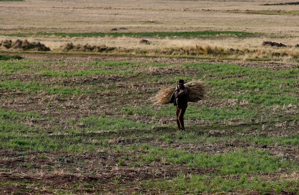 A farmer carry oats for his cows during judicial elections near of Jesus de Machaca, Bolivia, Sunday, Dec. 15, 2024. (AP Photo/Juan Karita)