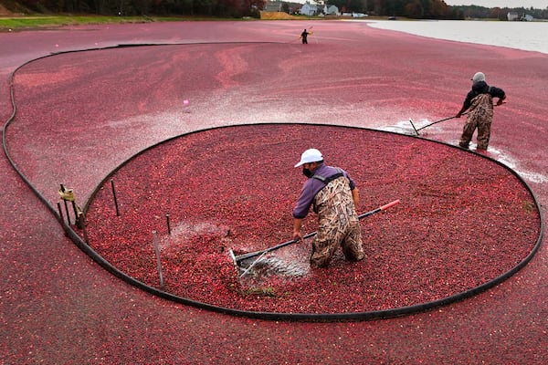 Workers adjust floating booms while wet harvesting cranberries at Rocky Meadow Bog, Friday, Nov. 1, 2024, in Middleborough, Mass. (AP Photo/Charles Krupa)