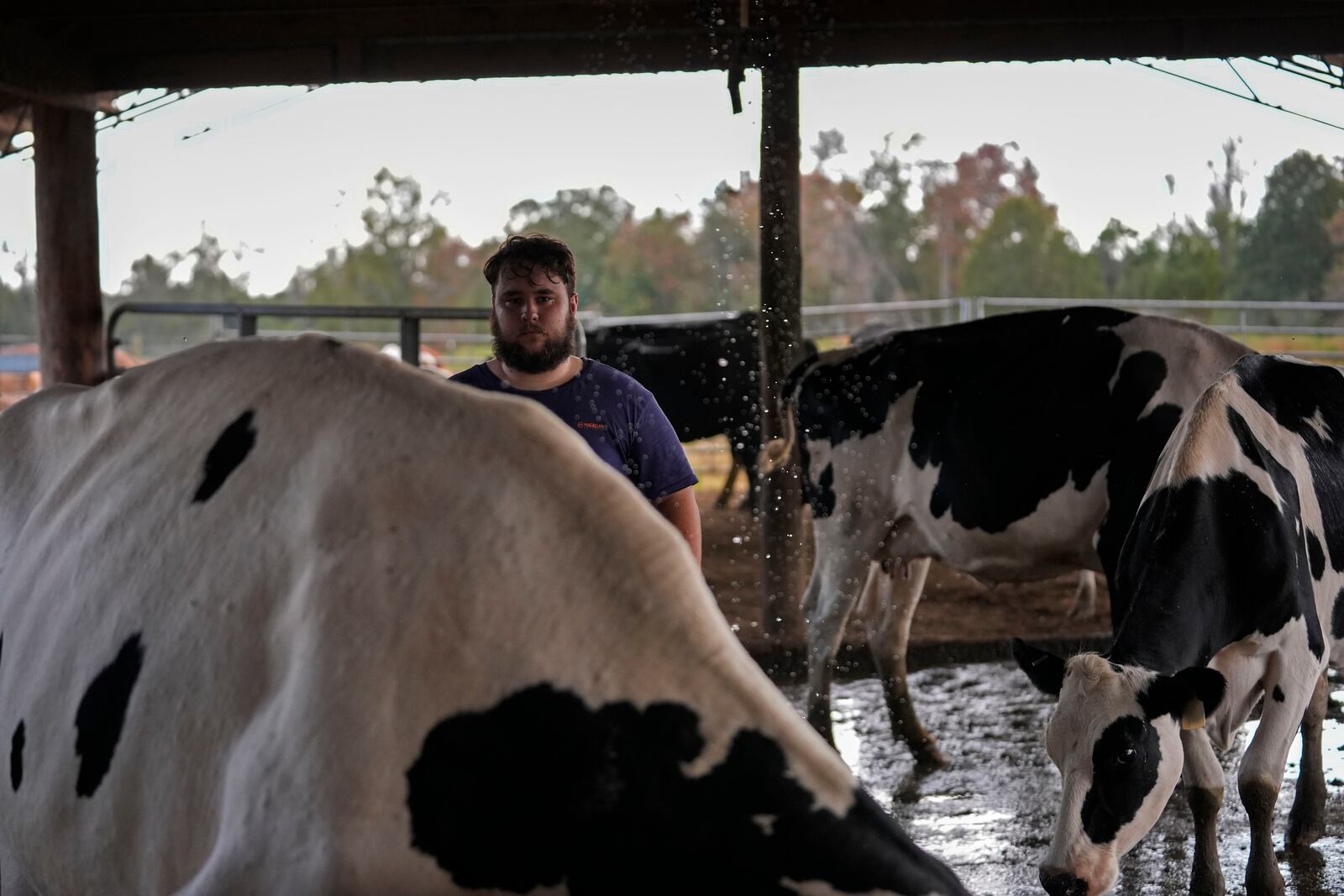 Hayden Ashley guides cows to their 3:00 PM milking at the Jarrell Bros. Dairy Farm in Kentwood, La., Wednesday, Oct. 30, 2024. (AP Photo/Gerald Herbert)